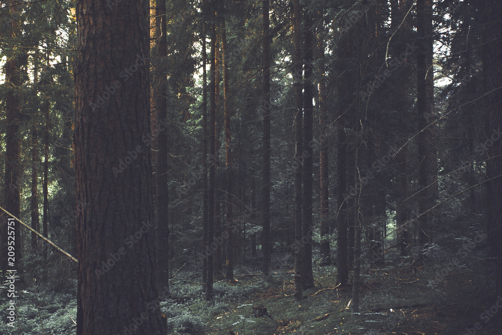 Fototapeta premium coniferous forest