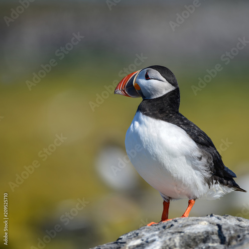 Colorful Atlantic Puffin or Comon Puffin Fratercula Arctica in Northumberland England on bright Spring day