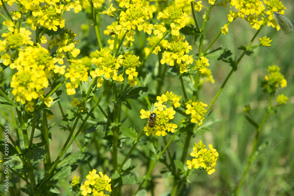 Obraz premium bee flying over flowers on the field Bittercress