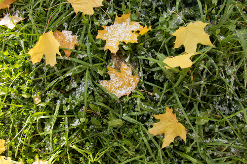 autumn park, on the maple leaves of fallen on green grass lies hoarfrost. The dawn, the sun's rays, are drowning the snow. Last warm days.