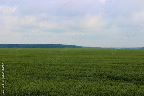 Rural landscape - green ripening field in the summer against the forest on the horizon and the blue-grey sky with clouds on a sunny day