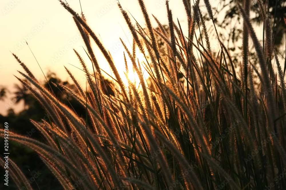 grasses with sunset light grasses with sunset light