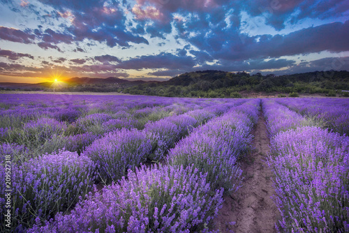 Beautiful sunset lavender field summer landscape near Burgas  Bulgaria. Looks like Provence France