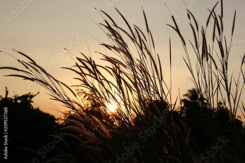 grasses with sunset light