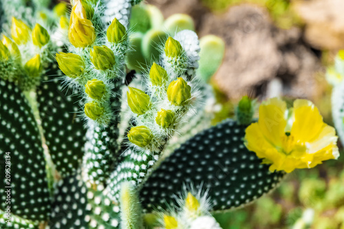 Cactus flower begins to bloom. Texture Cactus buds background. Cactus opuntia microdasys. photo