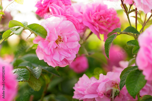 Fototapeta Naklejka Na Ścianę i Meble -  pink rose bush closeup on field background