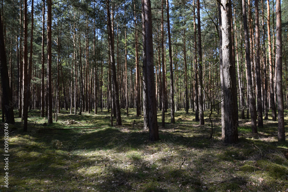 pine forest in germany pine forest in germany