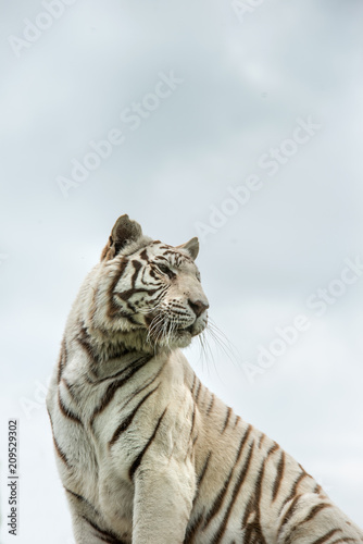 Beautiful portrait image of hybrid white tiger Panthera Tigris in vibrant landscape and foliage