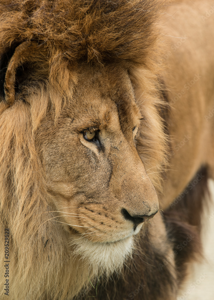 Fototapeta premium Beautiful intimate portrait image of King of the Jungle Barbary Atlas Lion Panthera Leo