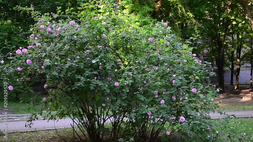 Floribunda rose, rose, flower, bush Floribunda rose, rose, flower, bush