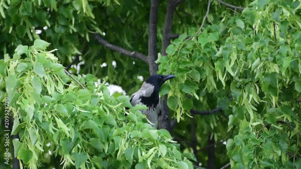 Crow Corvus cornix swings in the branches of the spring linden with ...