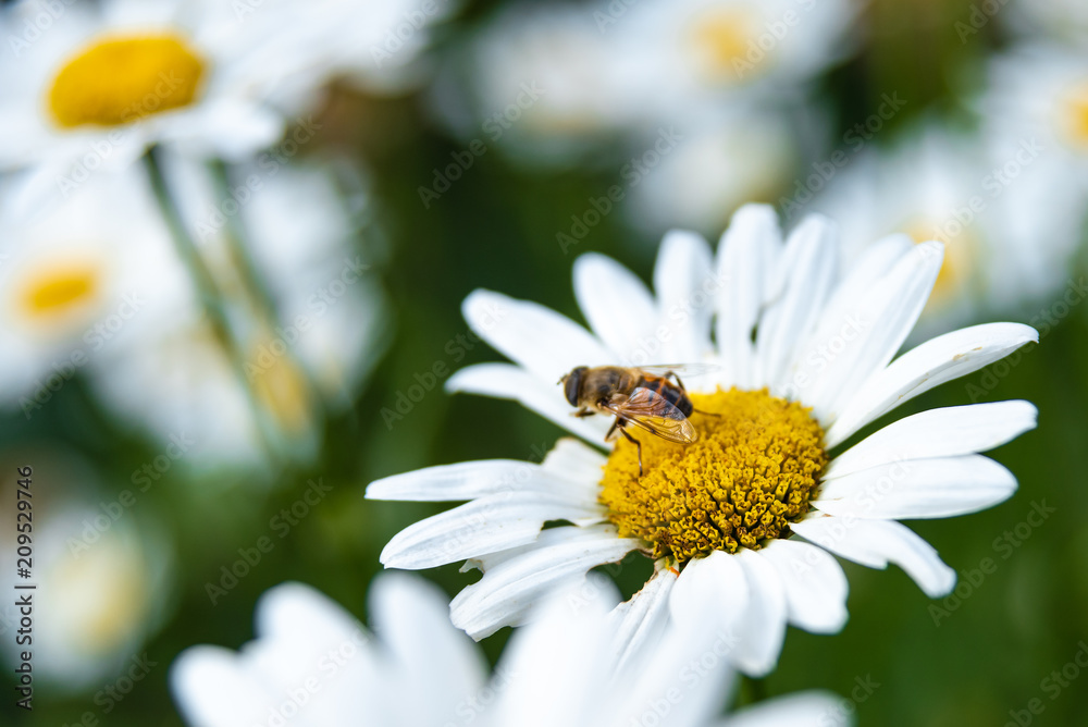 small bee on a yellow white flower, close up small bee on a yellow white flower, close up