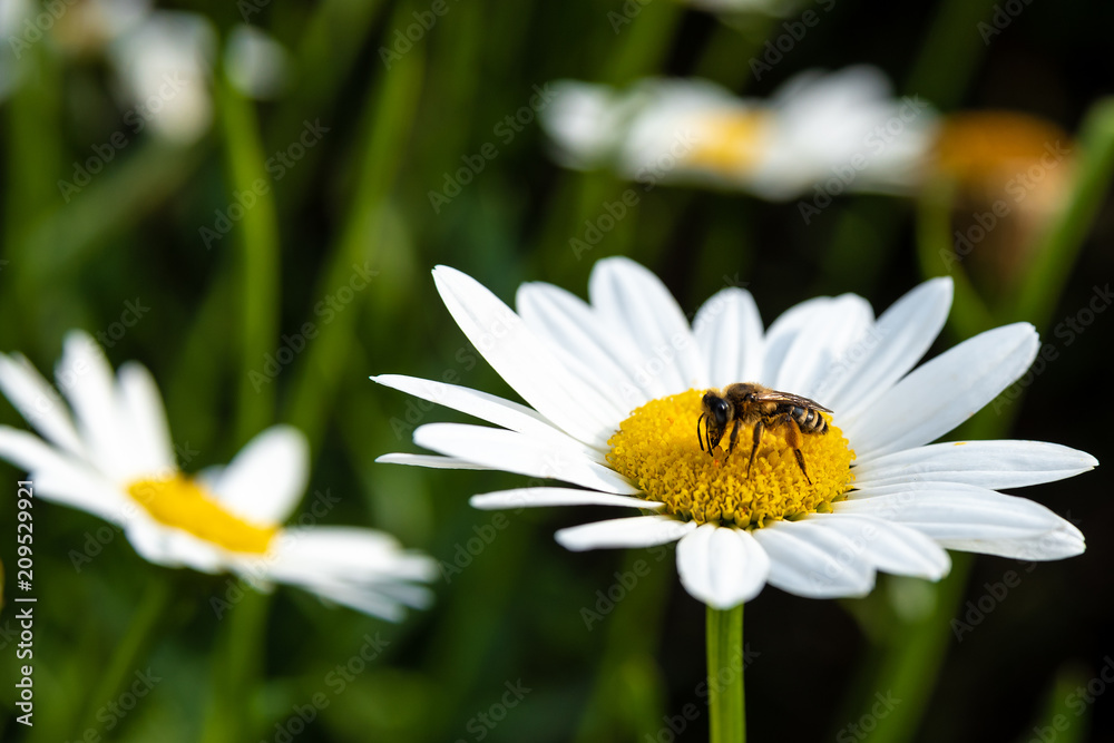 small bee on a yellow white flower, close up small bee on a yellow white flower, close up