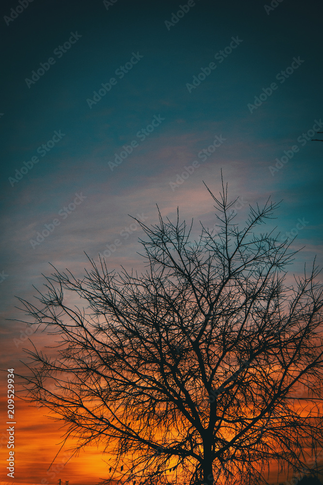 Orange and blue colors of a sunset with the silhouette of leaves and trees without leaves