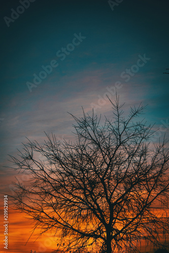 Orange and blue colors of a sunset with the silhouette of leaves and trees without leaves