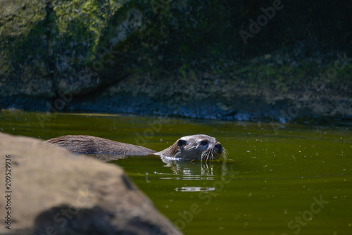 World's smallest Otter, Asian Small-Clawed Otter Aonyx Cinerus on rocks in sunlight photo