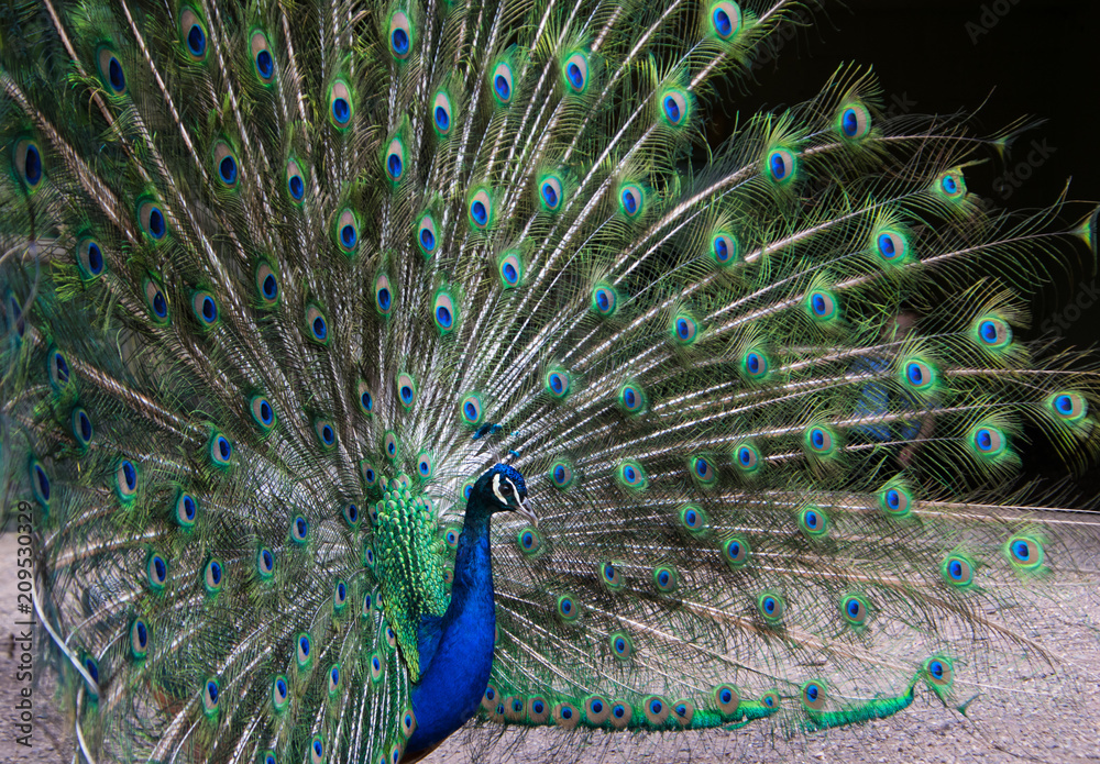 Obraz premium Peacock with his feathers spread, facing the right side of the photograph close up