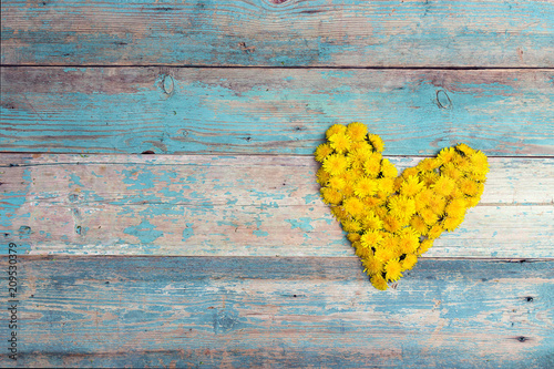 Fototapeta Naklejka Na Ścianę i Meble -  Heart form from yellow dandelions with copy space on old turquoise wooden background. Top view, flat lay.