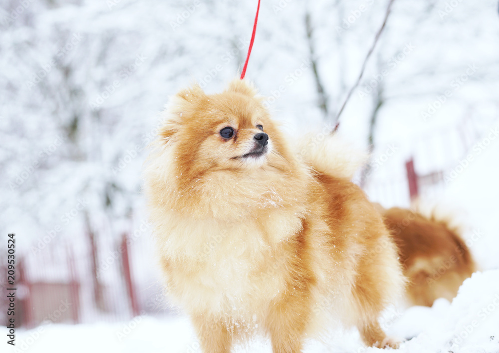 Beautiful pomeranian puppy is standing in a white snow. Pet animals.