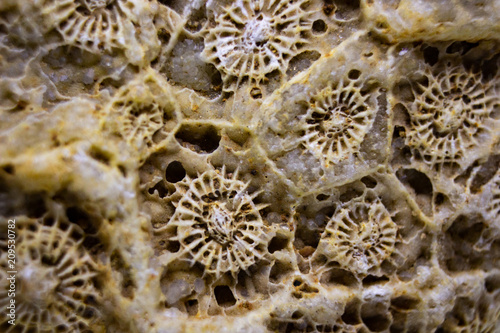 Macro structure texture of fossilized oceanic corals