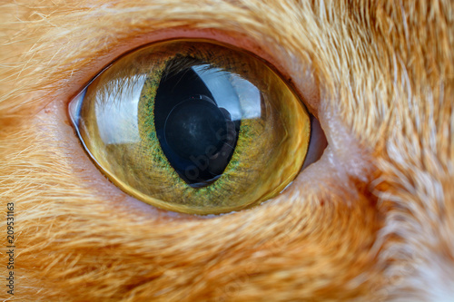 Fototapeta Naklejka Na Ścianę i Meble -  beautiful eyes of a domestic cat photographed close-up.