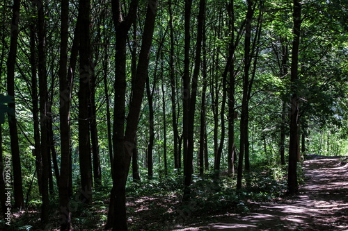 Trees on the Hill