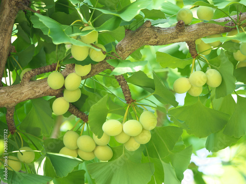 Tokyo,Japan-June 17,2018: Ginkgo nuts have become bigger, but still green and immature.