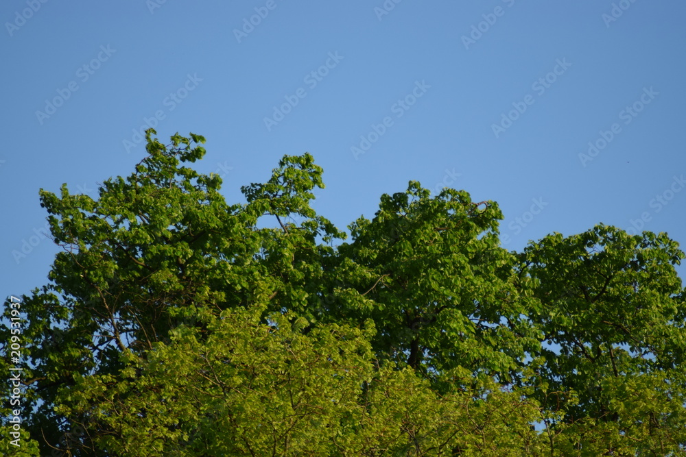 green trees