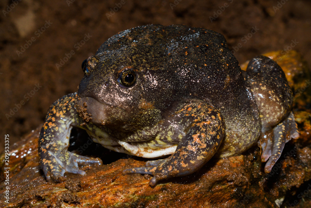Fototapeta premium Glyphoglossus molossus in Thailand