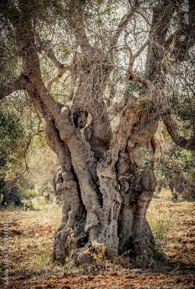 Salento