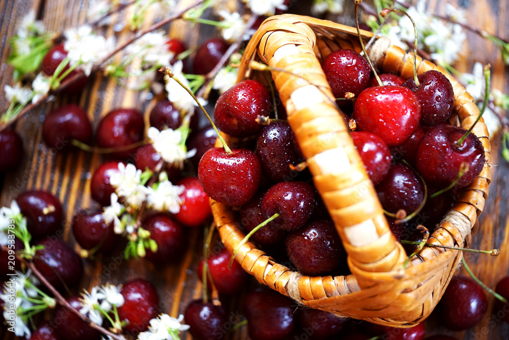 red and Burgundy cherry with flowering branches on a wooden brushed textured background with water drops red and Burgundy cherry with flowering branches on a wooden brushed textured background with water drops