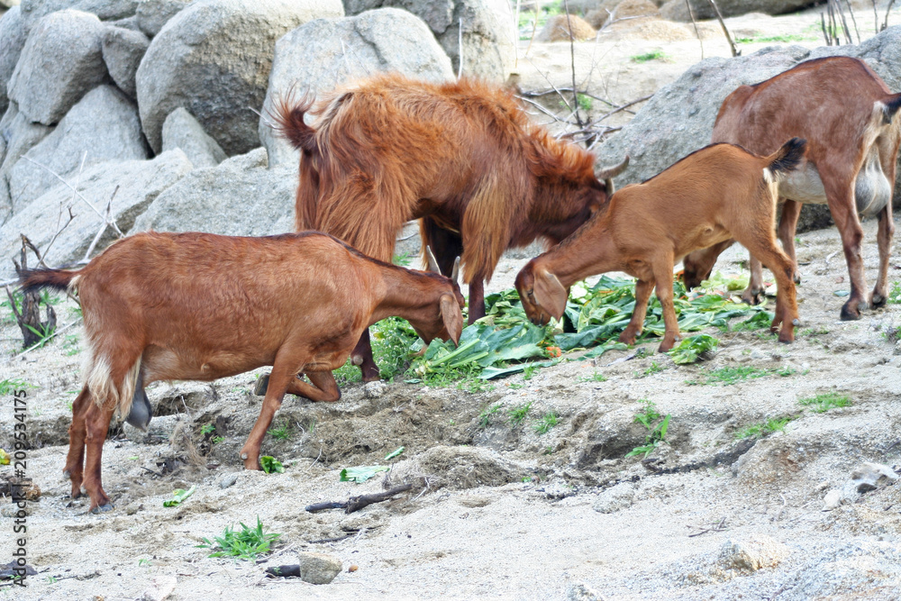 Fototapeta premium Brown goat group eating vegetable