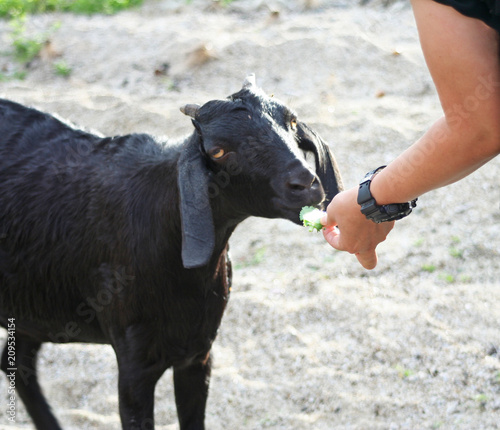 Woman hand feeding to black goat closeup background