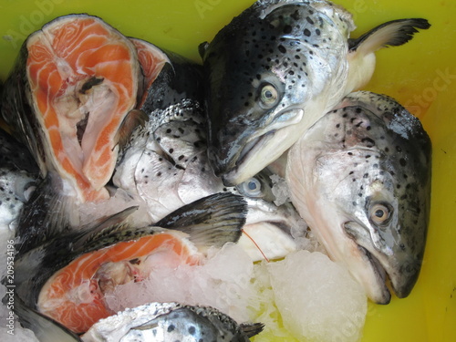 Salmon fish heads photo