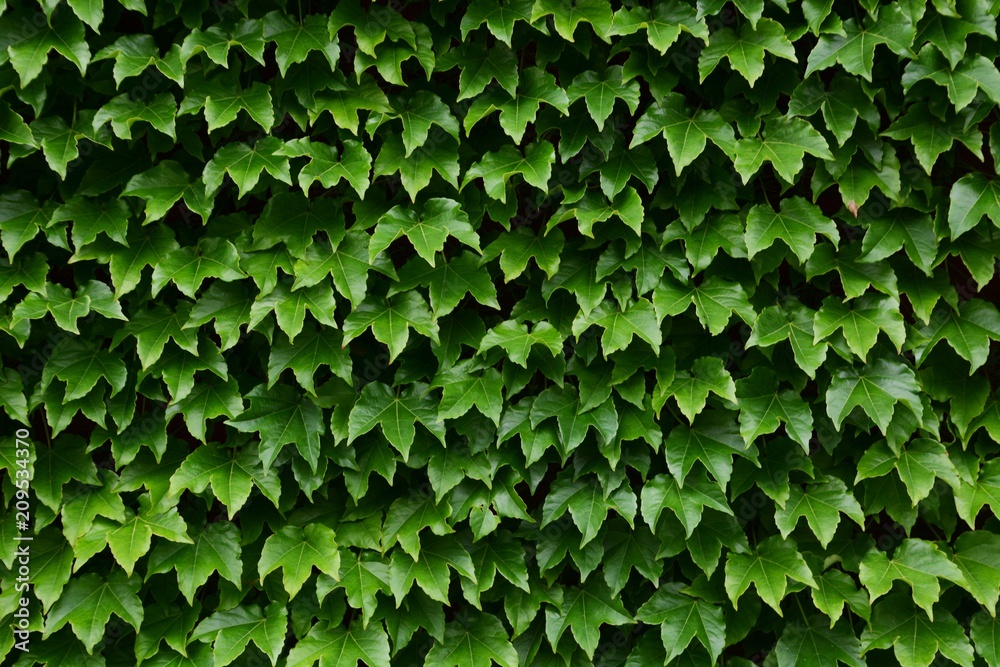 Ruins covered with Ivy Ruins covered with Ivy