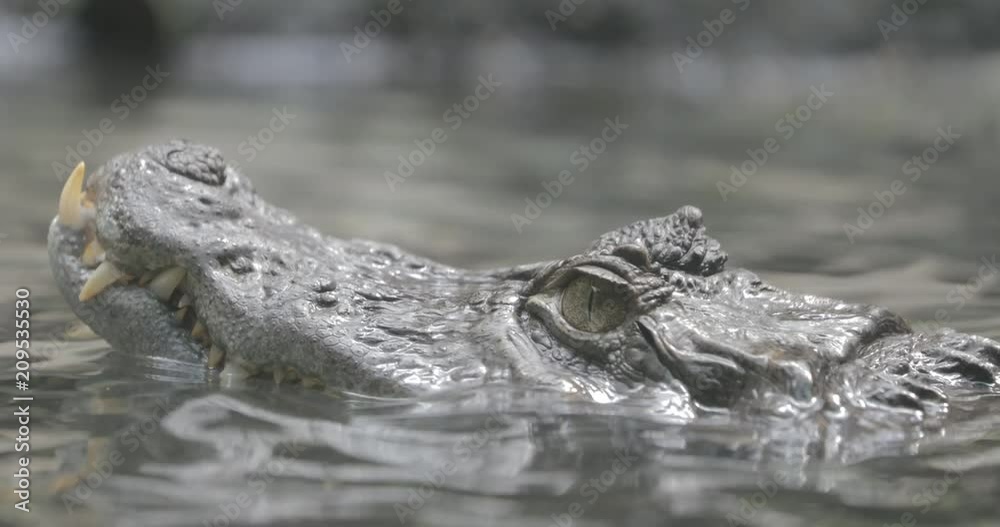 The spectacled caiman (Caiman crocodilus), also known as the white caiman or common caiman The spectacled caiman (Caiman crocodilus), also known as the white caiman or common caiman