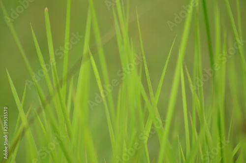 Beautiful Grass