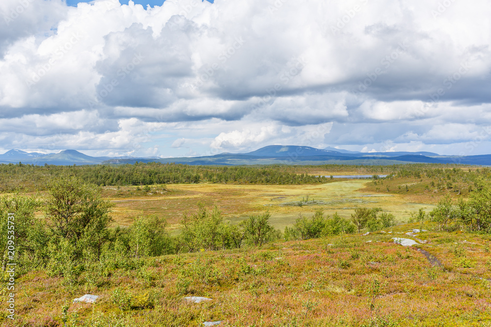 Mountain plain with birch trees woodland