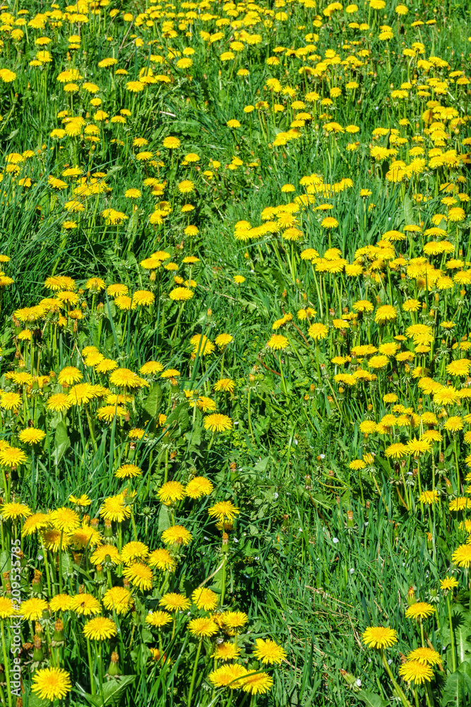 Yellow dandelions on a green summer meadow