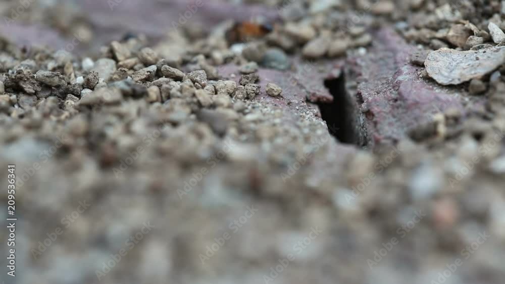 Black and red Ants working together. Shallow dof Black and red Ants working together. Shallow dof