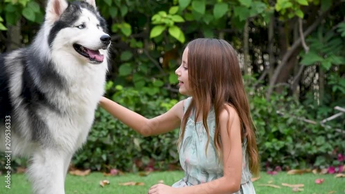 Beautiful young teenager girl playing with Alaskan Malamute dog in the garden on the grass in Dubai,UAE