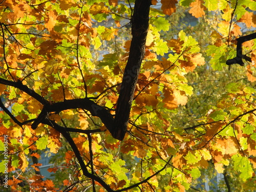 Blätter der Eiche im Herbst