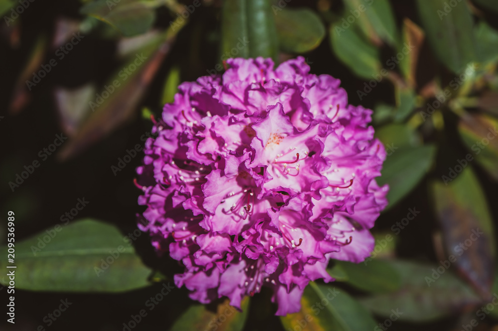Rhododendron in the garden close-up Rhododendron in the garden close-up