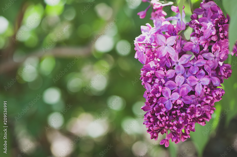 Delicate lilac on green, natural background, space for text, postcard Delicate lilac on green, natural background, space for text, postcard