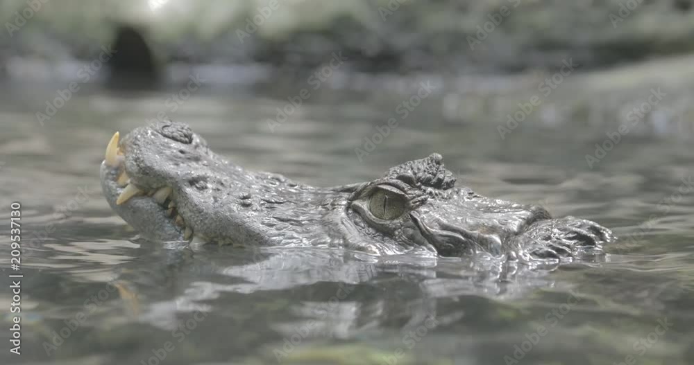 The spectacled caiman (Caiman crocodilus), also known as the white caiman or common caiman The spectacled caiman (Caiman crocodilus), also known as the white caiman or common caiman