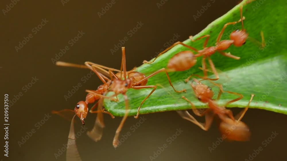 Close up of weaver ants activity around the nest Close up of weaver ants activity around the nest