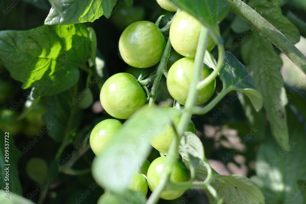 A bunch of green tomatoes on the branches in the vegetable garden 2 A bunch of green tomatoes on the branches in the vegetable garden 2