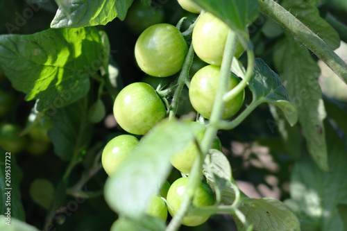 A bunch of green tomatoes on the branches in the vegetable garden 2