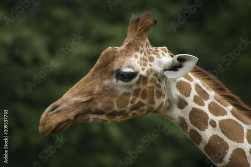 Giraffe's portrait © Virtage