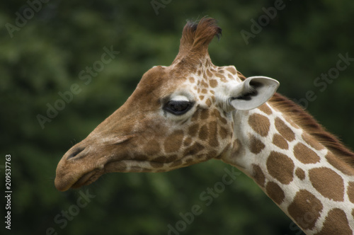 Photography Giraffe's portrait